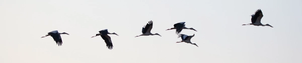 birds flying in sky
